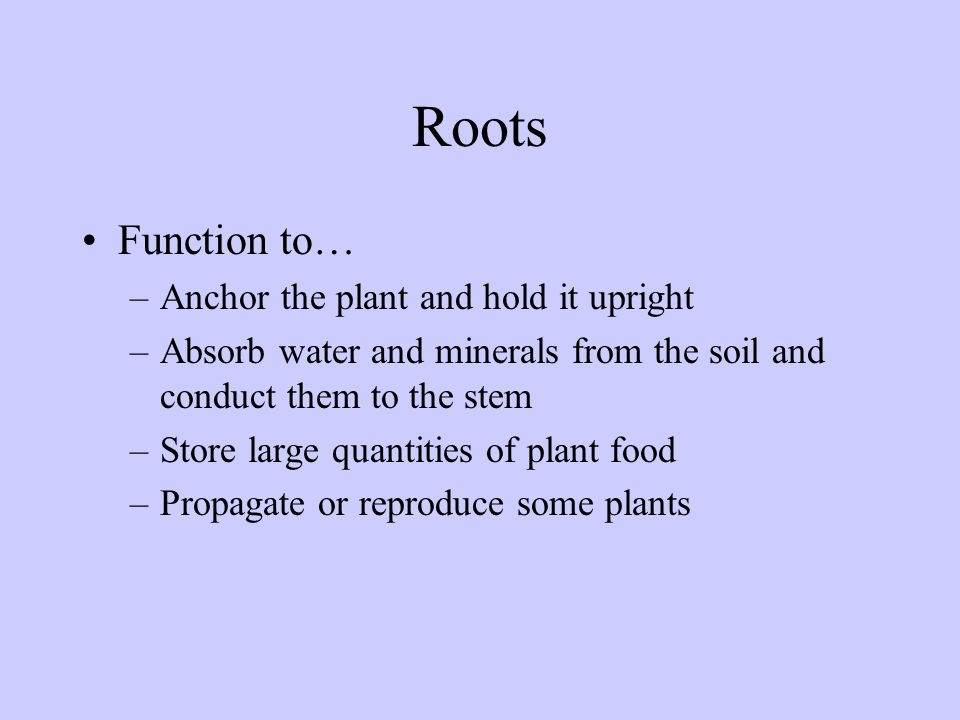Roots Function to… Anchor the plant and hold it upright