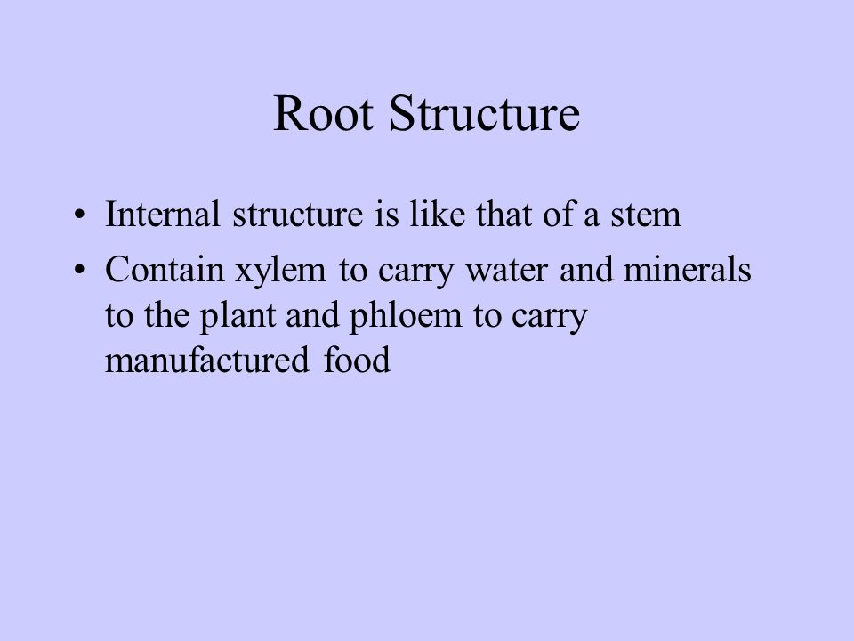 Root Structure Internal structure is like that of a stem