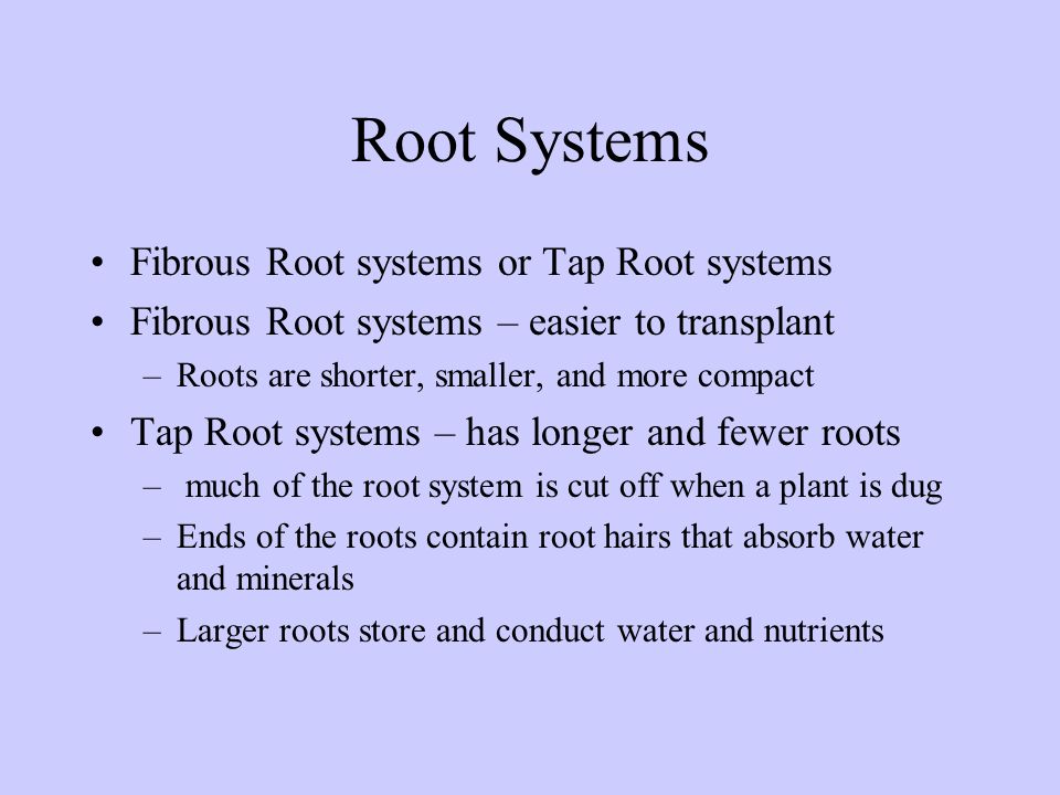 Root Systems Fibrous Root systems or Tap Root systems