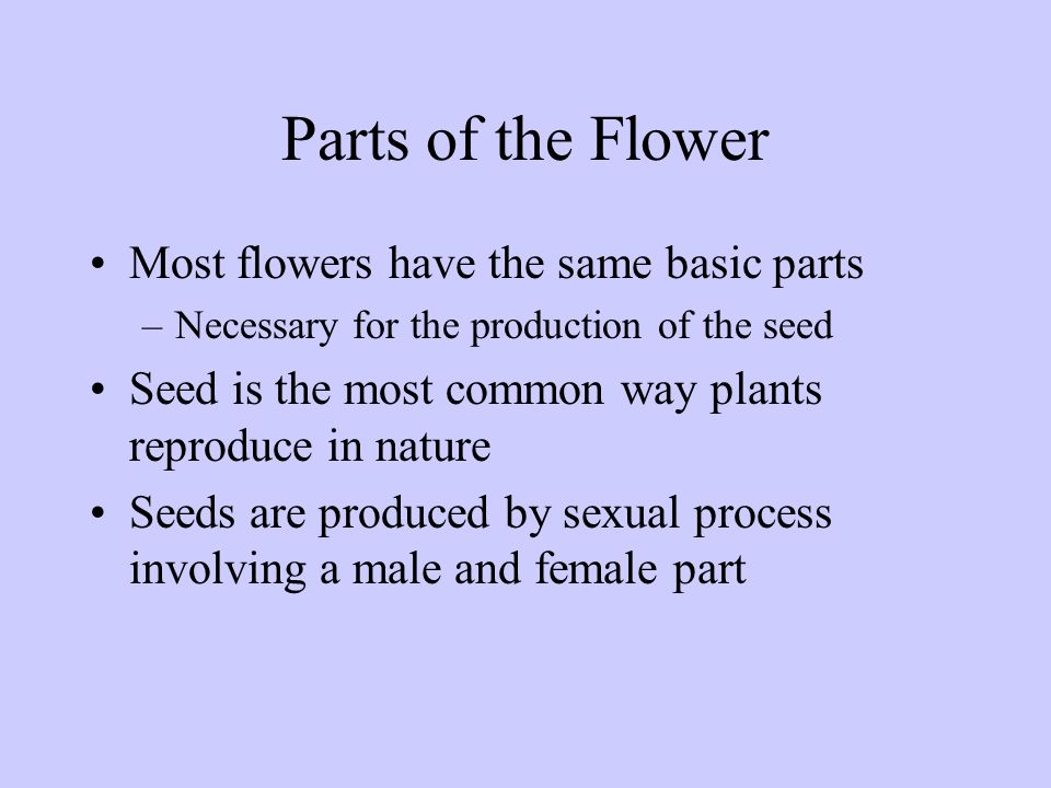 Parts of the Flower Most flowers have the same basic parts
