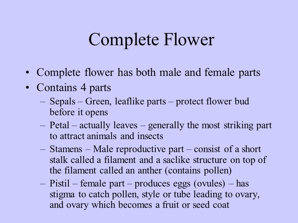 Complete Flower Complete flower has both male and female parts