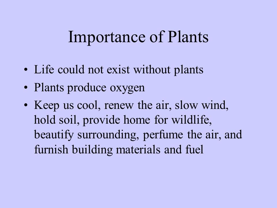 Importance of Plants Life could not exist without plants