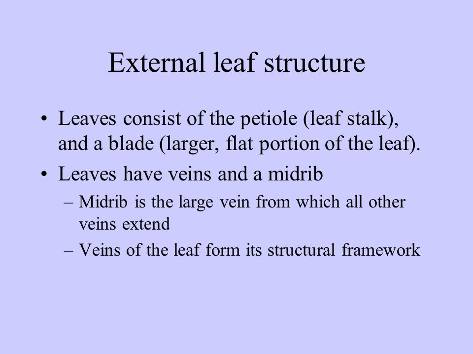 External leaf structure