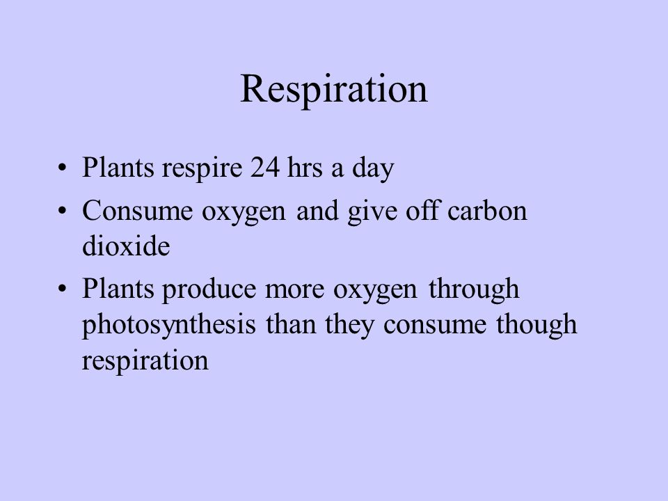 Respiration Plants respire 24 hrs a day
