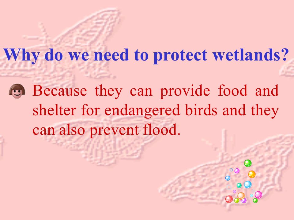 Why do we need to protect wetlands