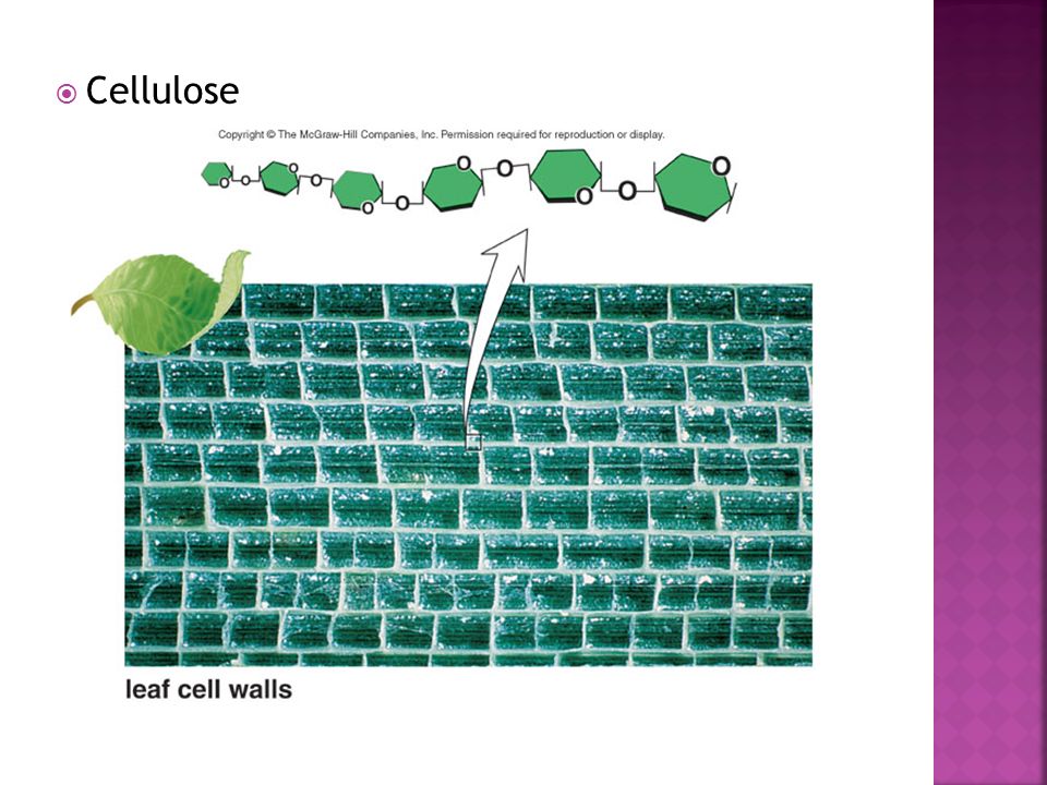 Cellulose Draw as on p 33