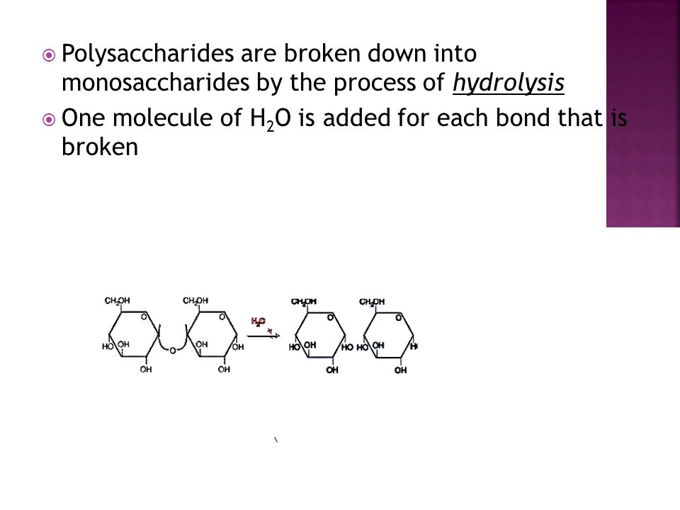 One molecule of H2O is added for each bond that is broken