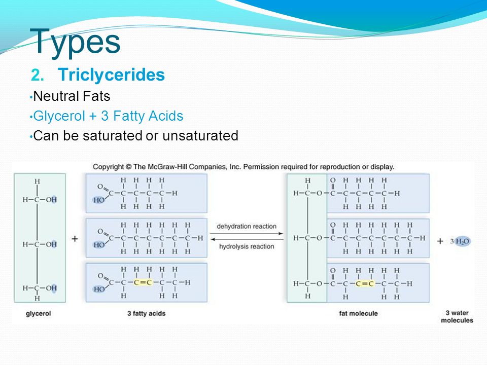 Types Triclycerides Neutral Fats Glycerol + 3 Fatty Acids