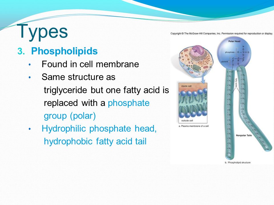 Types Phospholipids Found in cell membrane Same structure as