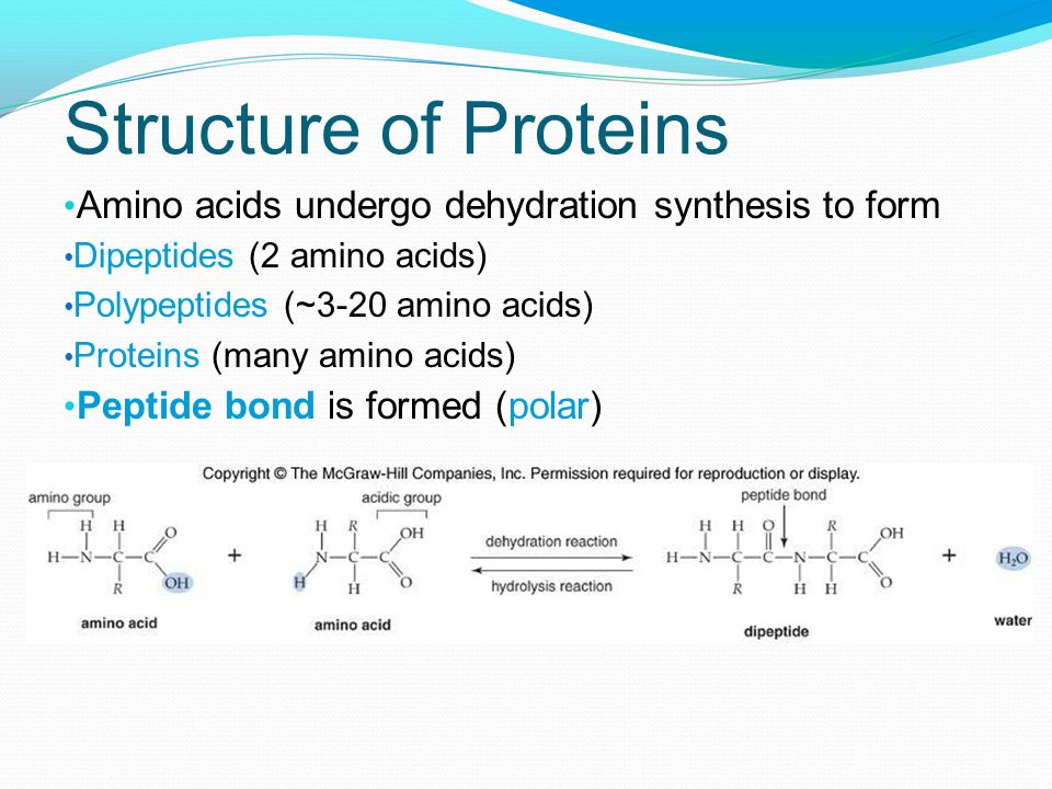 Structure of Proteins Amino acids undergo dehydration synthesis to form. Dipeptides (2 amino acids)