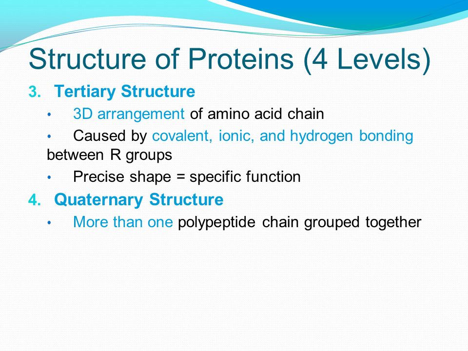 Structure of Proteins (4 Levels)