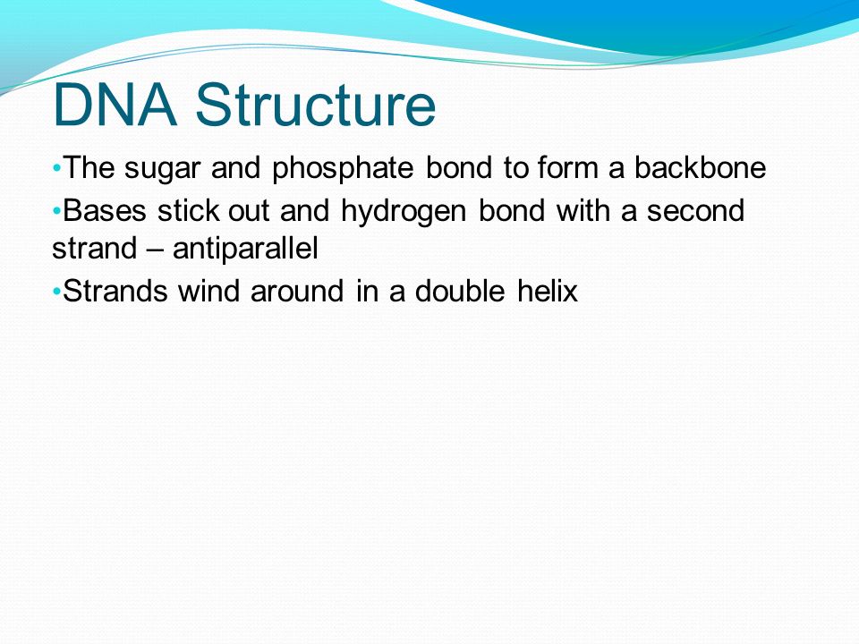 DNA Structure The sugar and phosphate bond to form a backbone