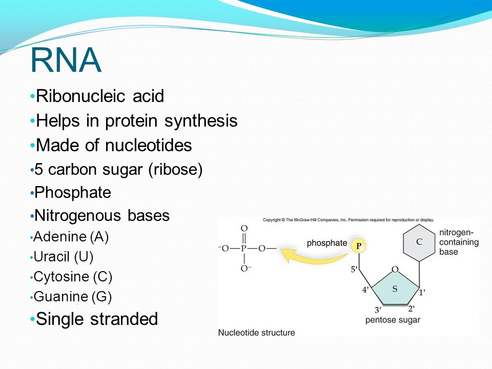 RNA Ribonucleic acid Helps in protein synthesis Made of nucleotides