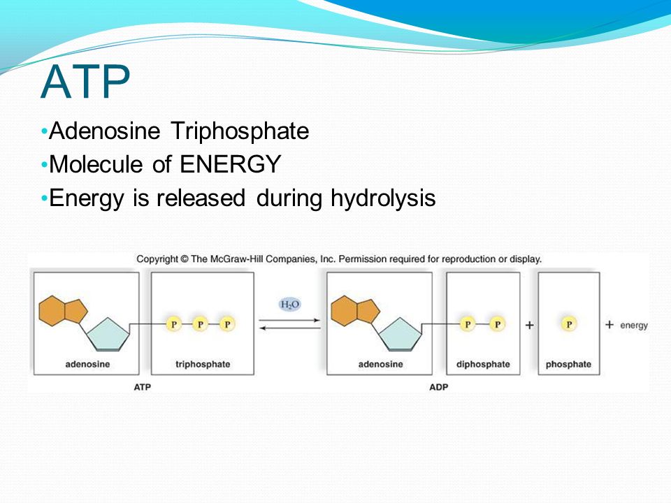 ATP Adenosine Triphosphate Molecule of ENERGY