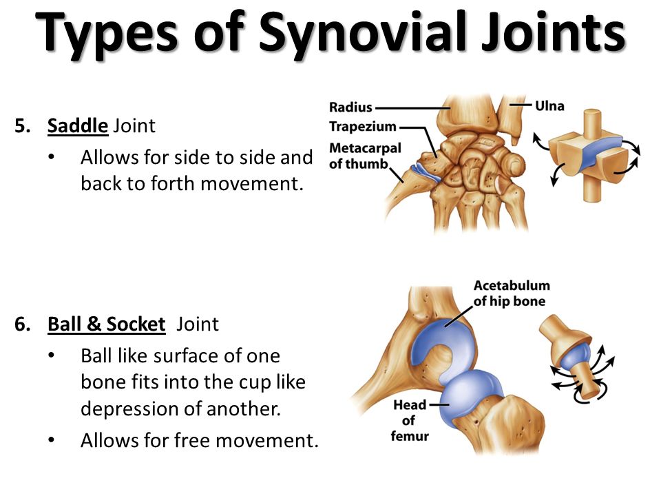 Saddle Joint. Ball Socket Joint for ppt. Synovial Sarcoma.