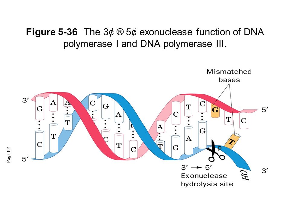 Рнк зависимая рнк полимераза. ДНК полимераза. РНК полимераза. ДНК полимераза функции. ДНК-зависимая РНК-полимераза.