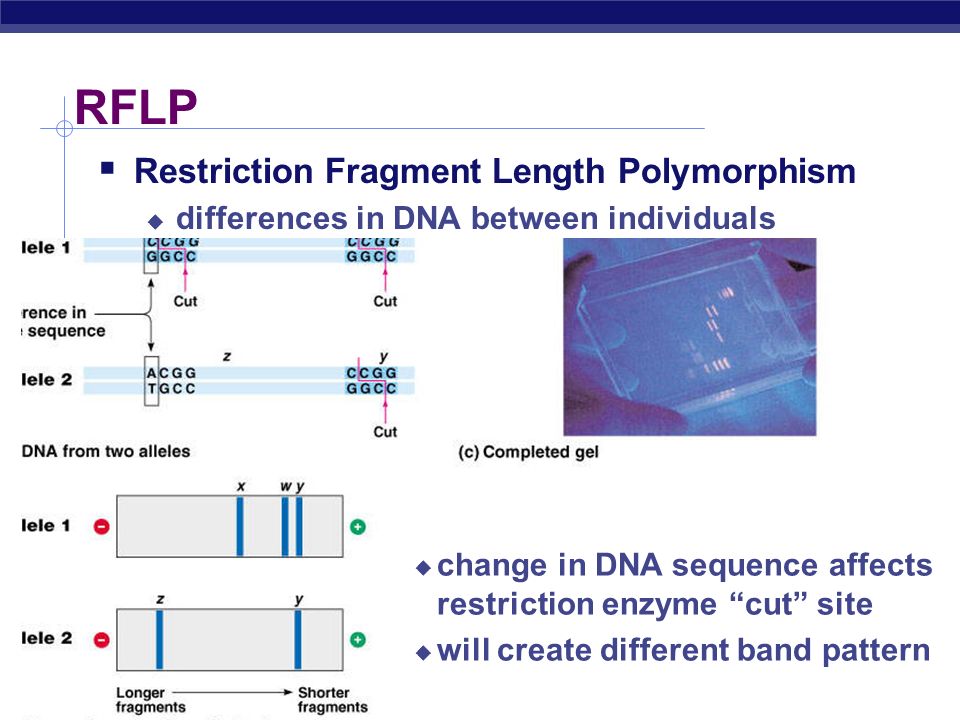 Полиморфизм в python. RFLP метод. Метод PCR-RFLP. Метод restriction fragment length polymorphism (RFLP).. RFLP анализ.