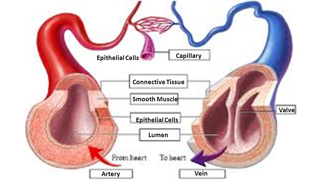 Capillary Epithelial Cells Connective Tissue Smooth Muscle Valve Epithelial Cells Lumen Artery Vein