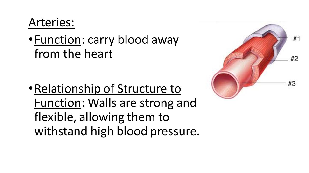 Arteries: Function: carry blood away from the heart.