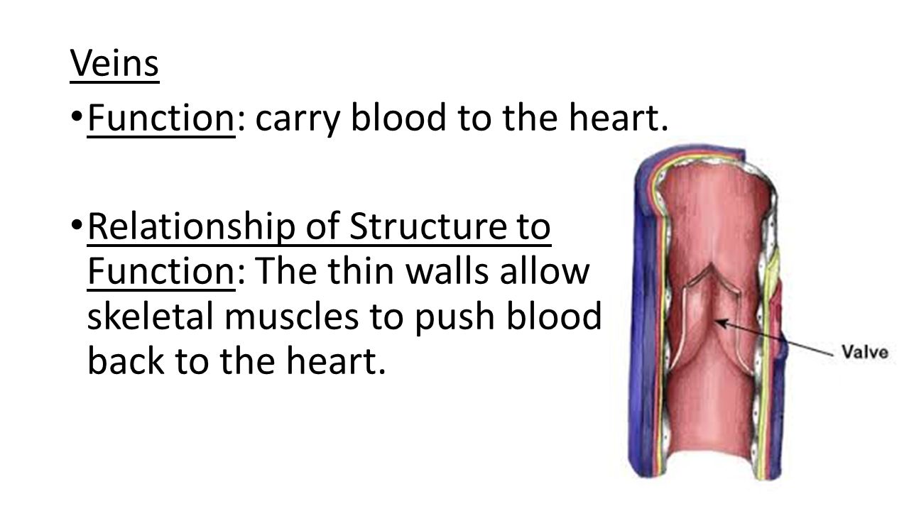 Veins Function: carry blood to the heart.