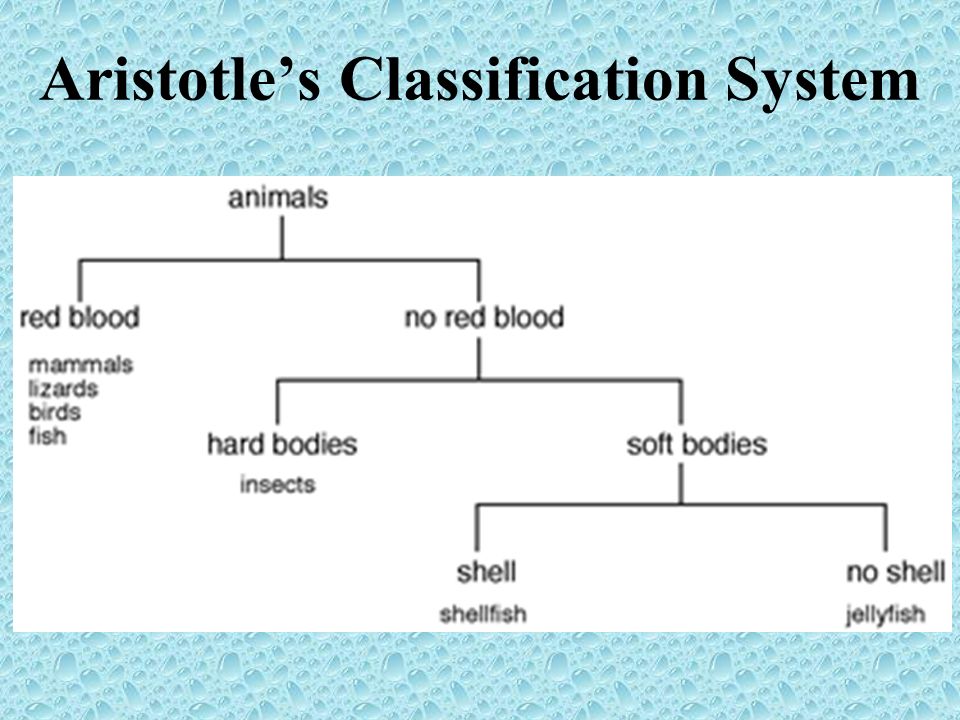 Classifying Living Things - ppt video online download