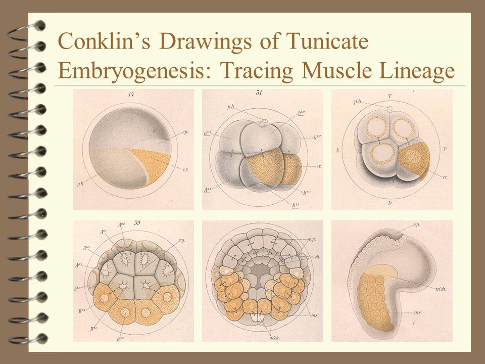 Conklin’s Drawings of Tunicate Embryogenesis: Tracing Muscle Lineage