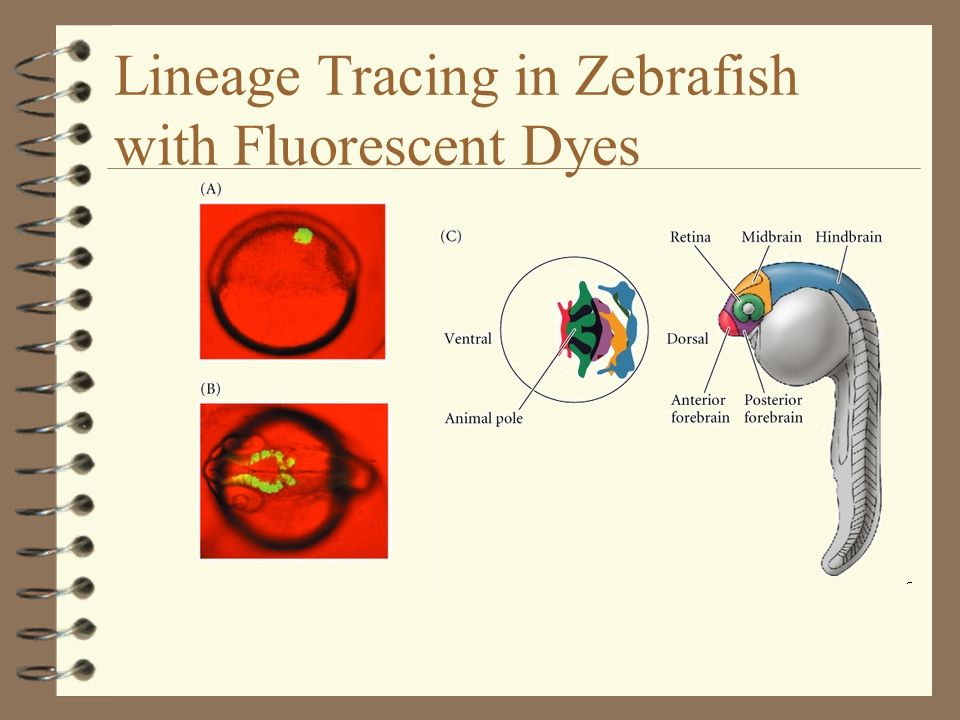 Lineage Tracing in Zebrafish with Fluorescent Dyes