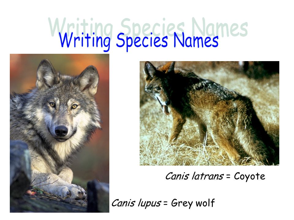 Writing Species Names Canis latrans = Coyote Canis lupus = Grey wolf