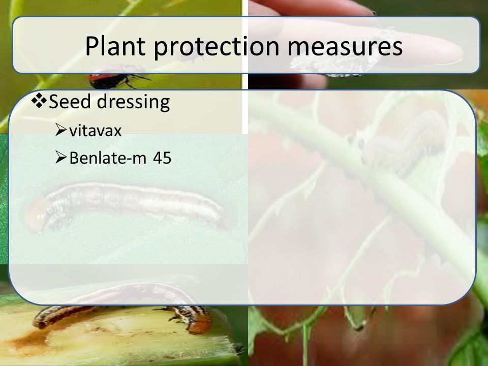 Plant protection measures