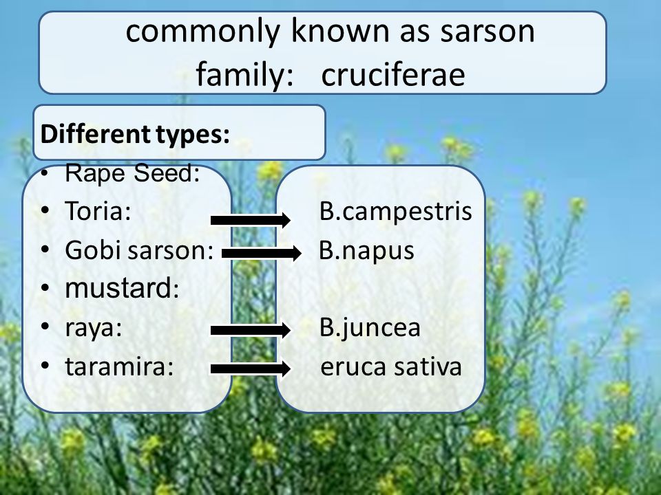 commonly known as sarson family: cruciferae