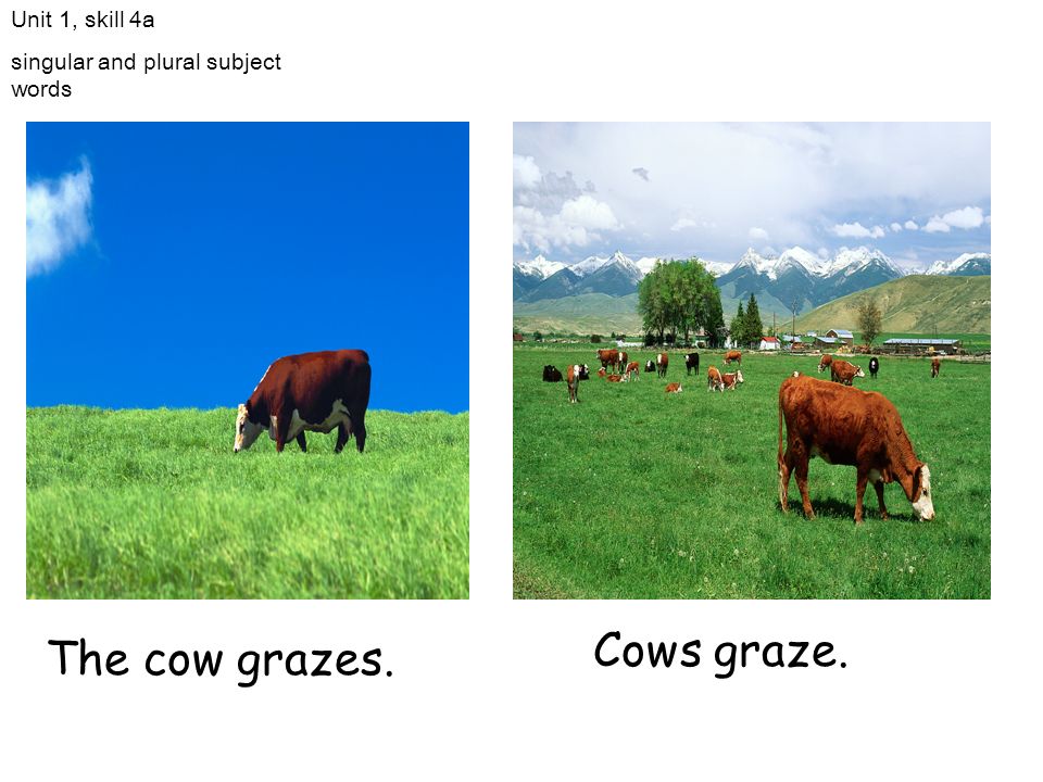 Cows graze. The cow grazes. Unit 1, skill 4a