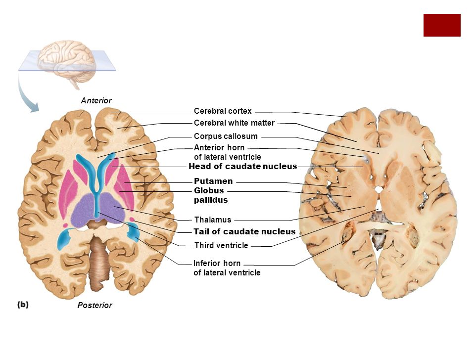 Базальные ганглии мозга. Базальные ганглии головного мозга анатомия. Базальные ядра головного мозга анатомия. Путамен (базальные ганглии). Corpus Nuclei caudati анатомия.