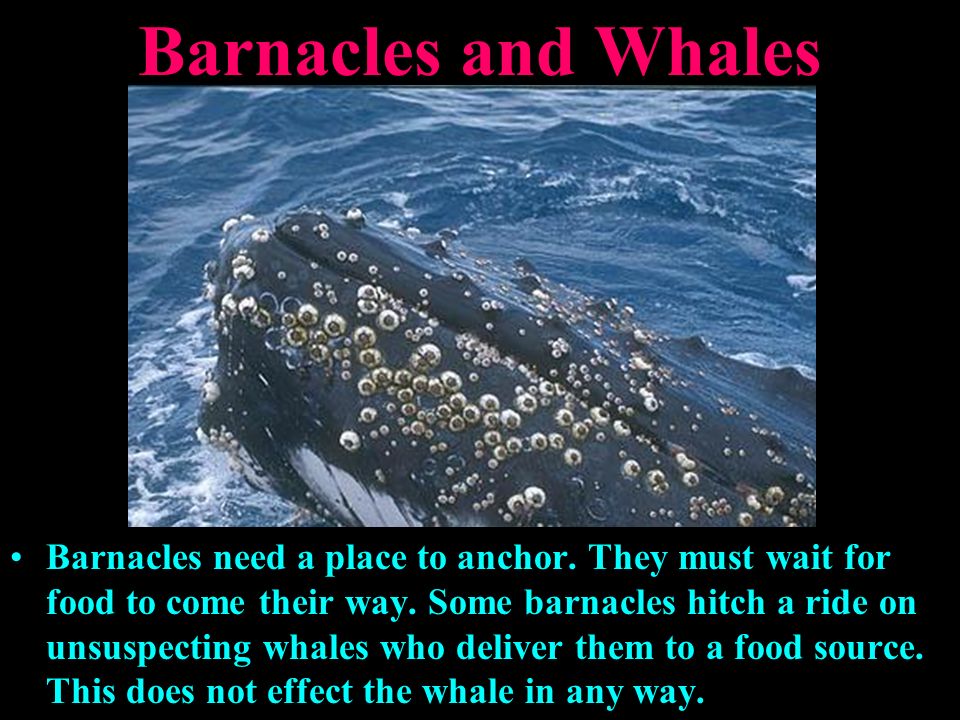 barnacles on whales hurt