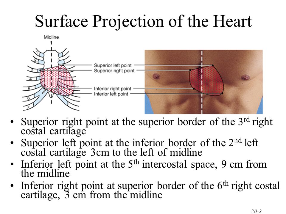 Surface projections of the heart: Borders and landmarks