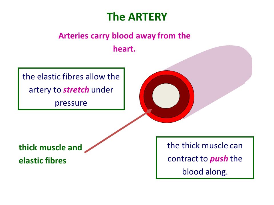 Arteries carry blood away from the heart.