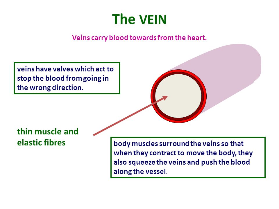 Veins carry blood towards from the heart.