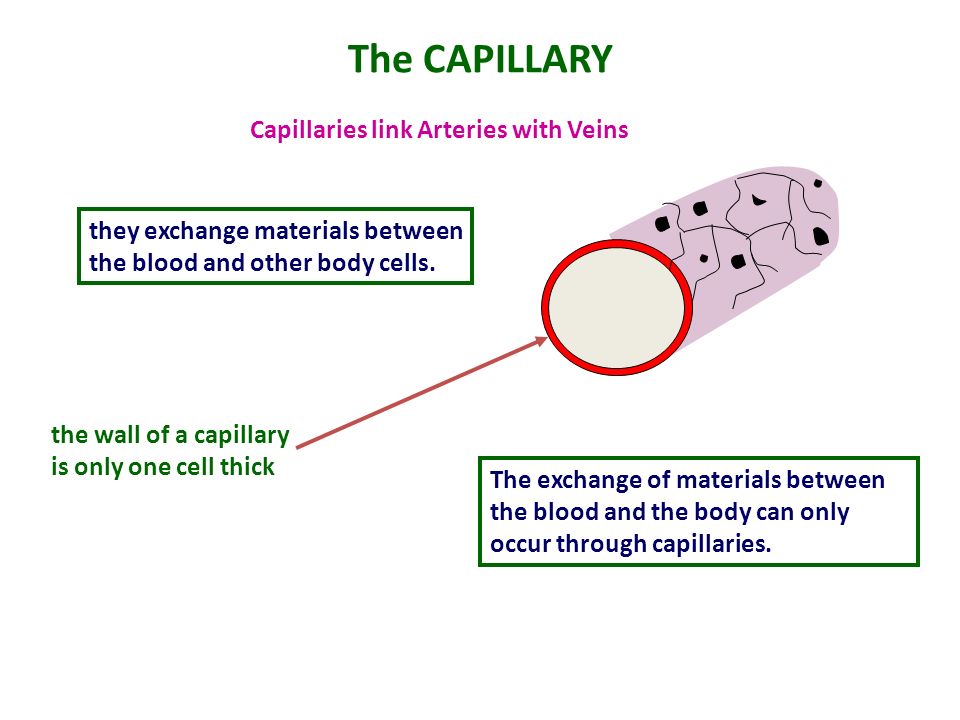The CAPILLARY Capillaries link Arteries with Veins