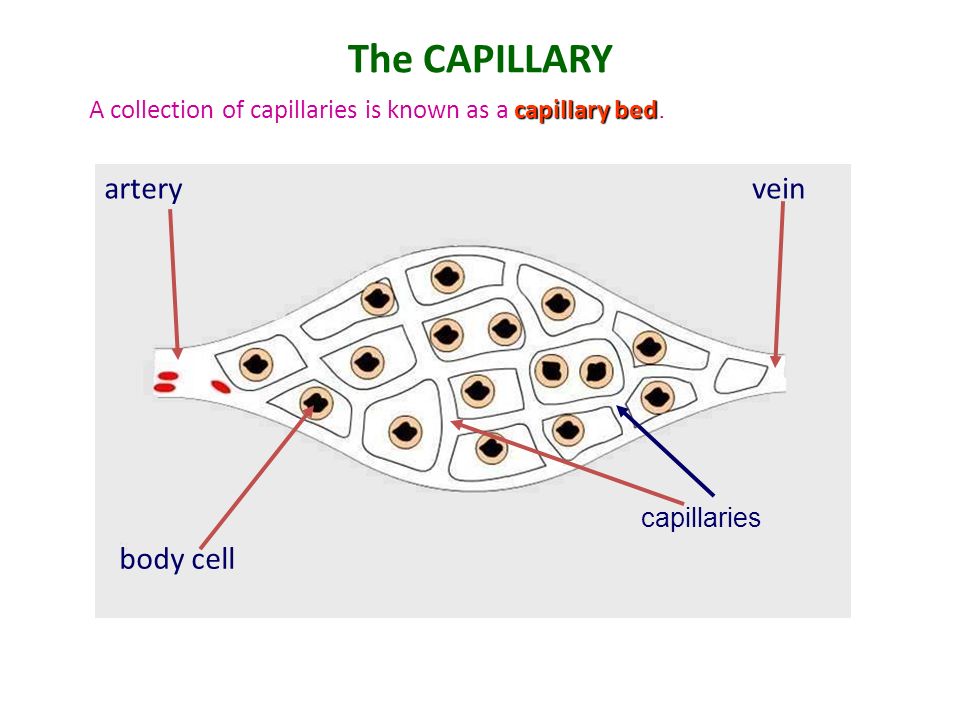 The CAPILLARY artery vein body cell