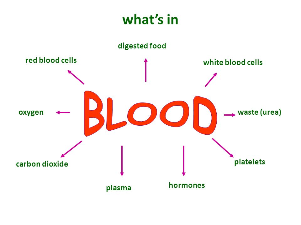 what’s in BLOOD digested food red blood cells white blood cells oxygen