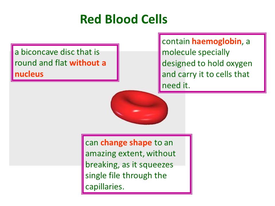 Red Blood Cells contain haemoglobin, a molecule specially designed to hold oxygen and carry it to cells that need it.