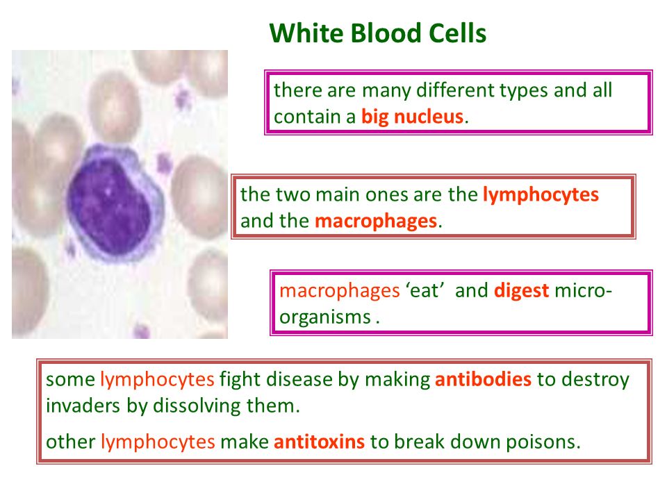 White Blood Cells there are many different types and all contain a big nucleus. the two main ones are the lymphocytes and the macrophages.