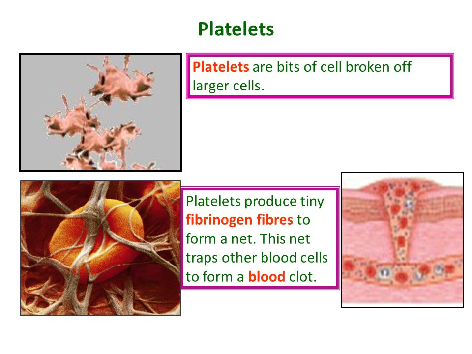 Platelets Platelets are bits of cell broken off larger cells.