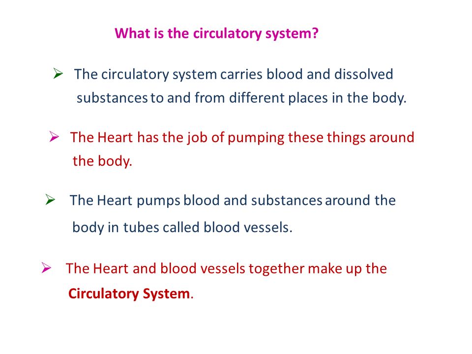 What is the circulatory system