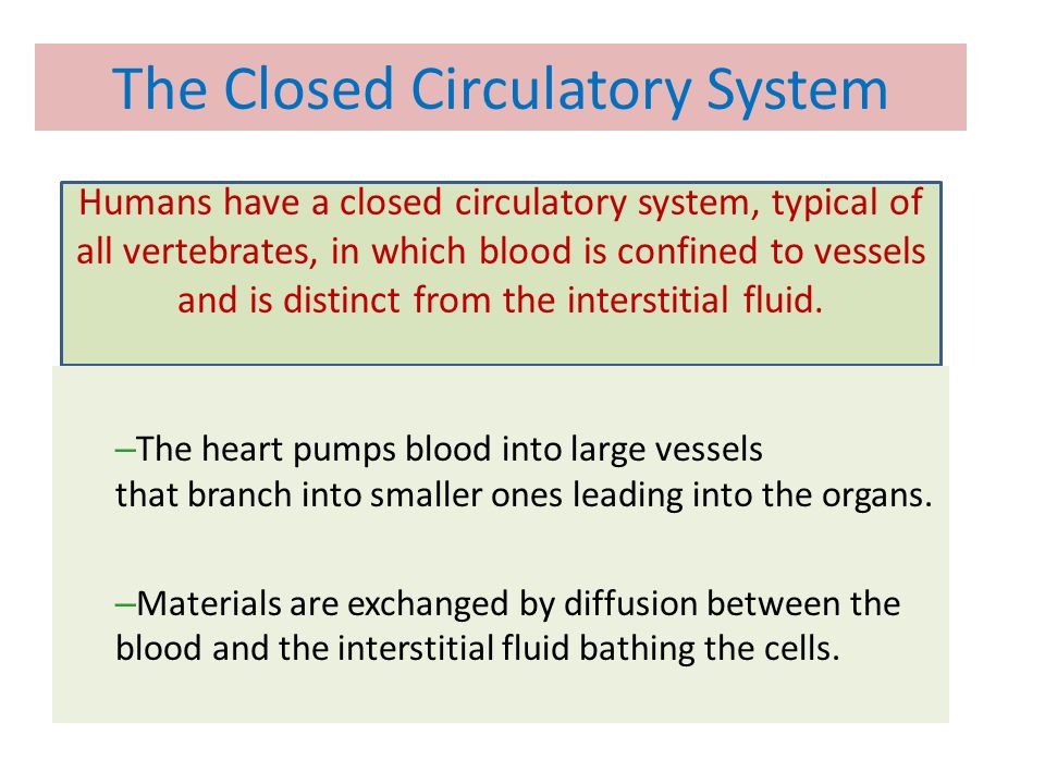 The Closed Circulatory System