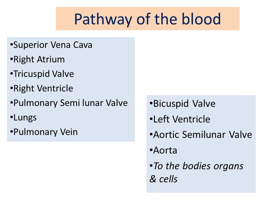 Pathway of the blood Bicuspid Valve Left Ventricle