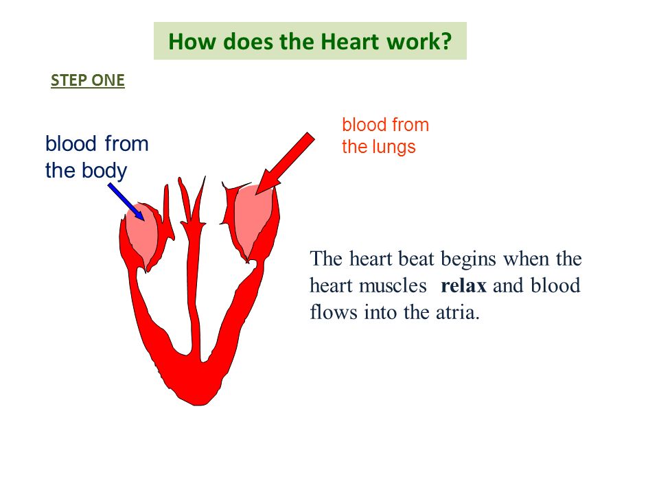 How does the Heart work blood from the body