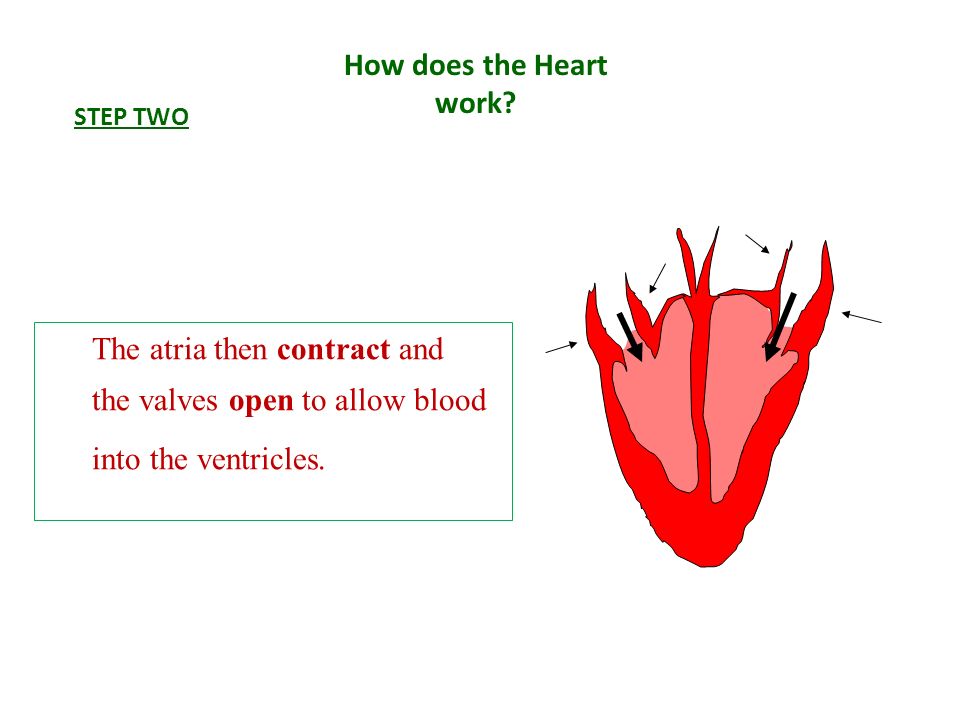 the valves open to allow blood into the ventricles.