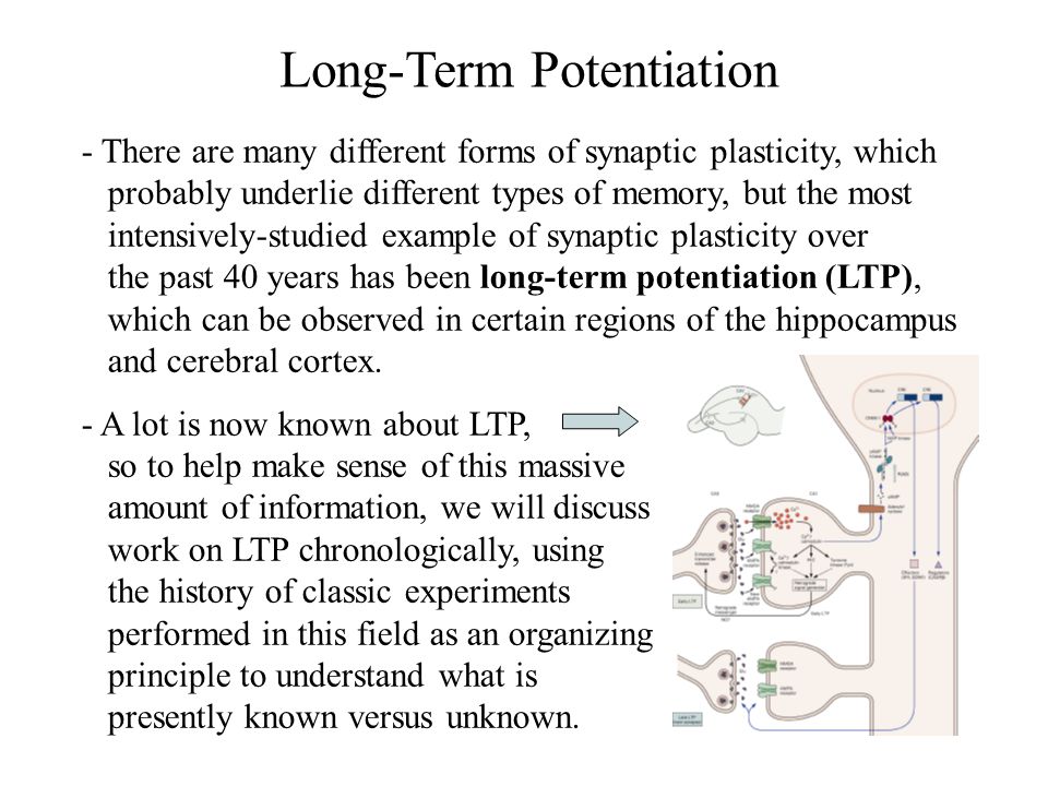 Synaptic Plasticity I: Long-Term Potentiation - ppt video online download