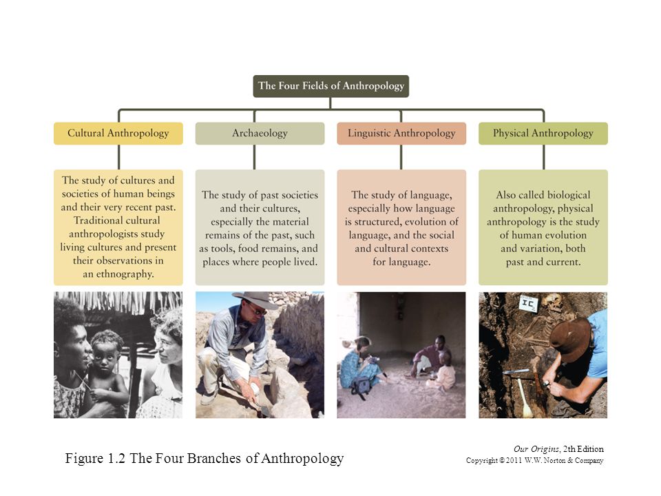 major branches of anthropology