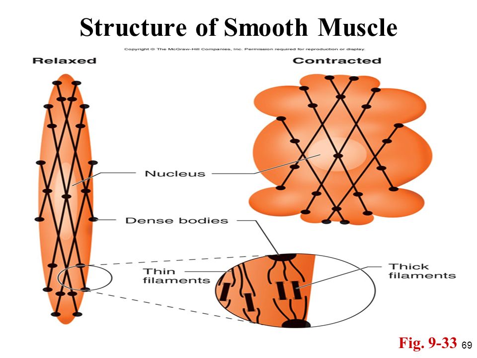 Smooth muscle. Smooth muscle structure. Muscle Cell structure. Smooth muscle dense body. Muscle relaxant.